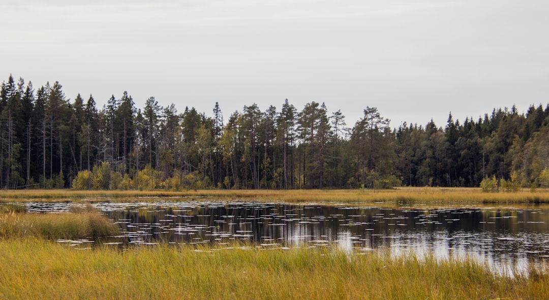 Wetland