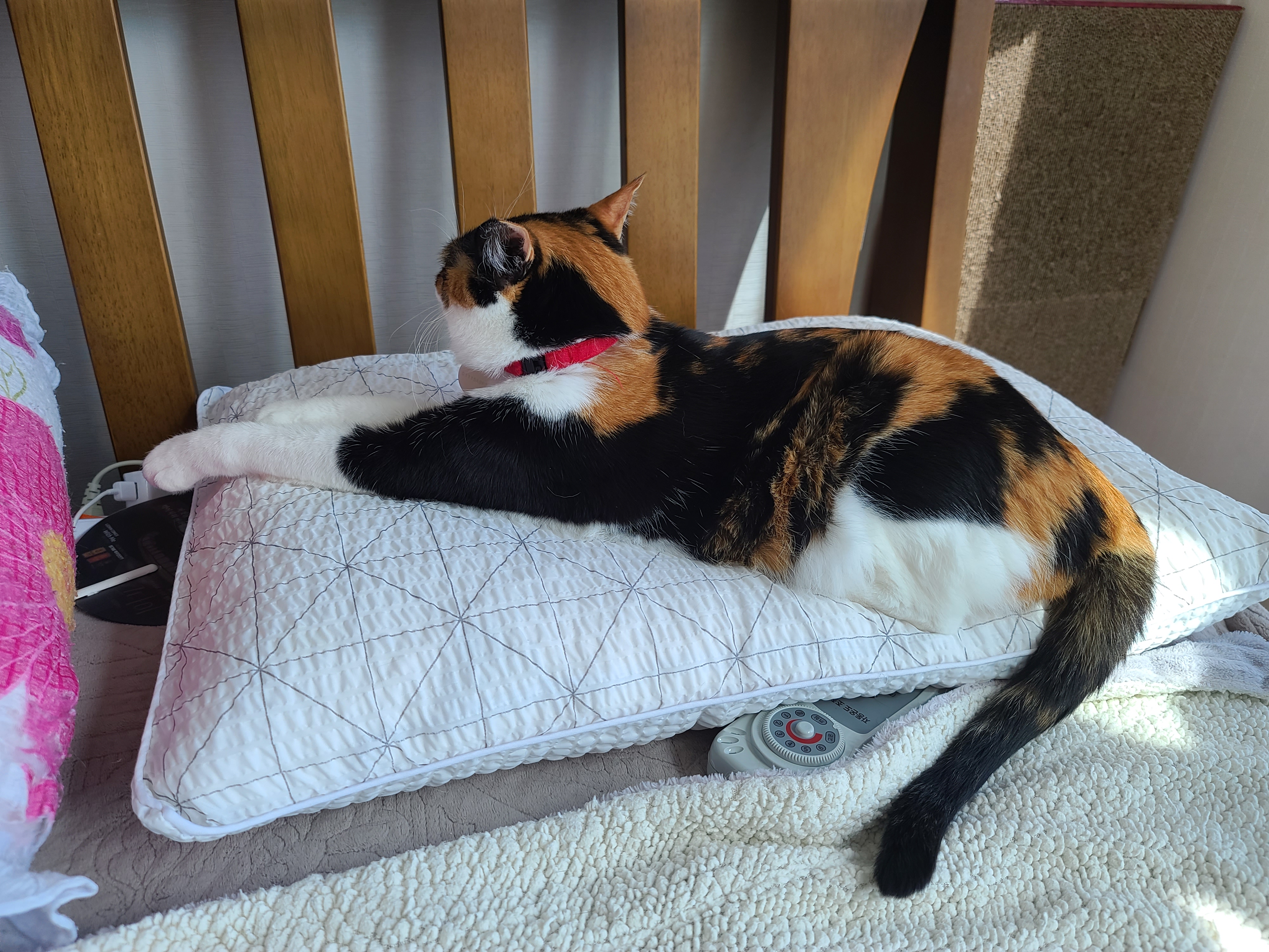 한번만 봐달라 애걸하는 집사와 제대로 한번 봐주지 않는 도도한 고양이 다다.(feat. 먹보 고양이 사랑이)