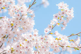 2025년 벚꽃 개화시기