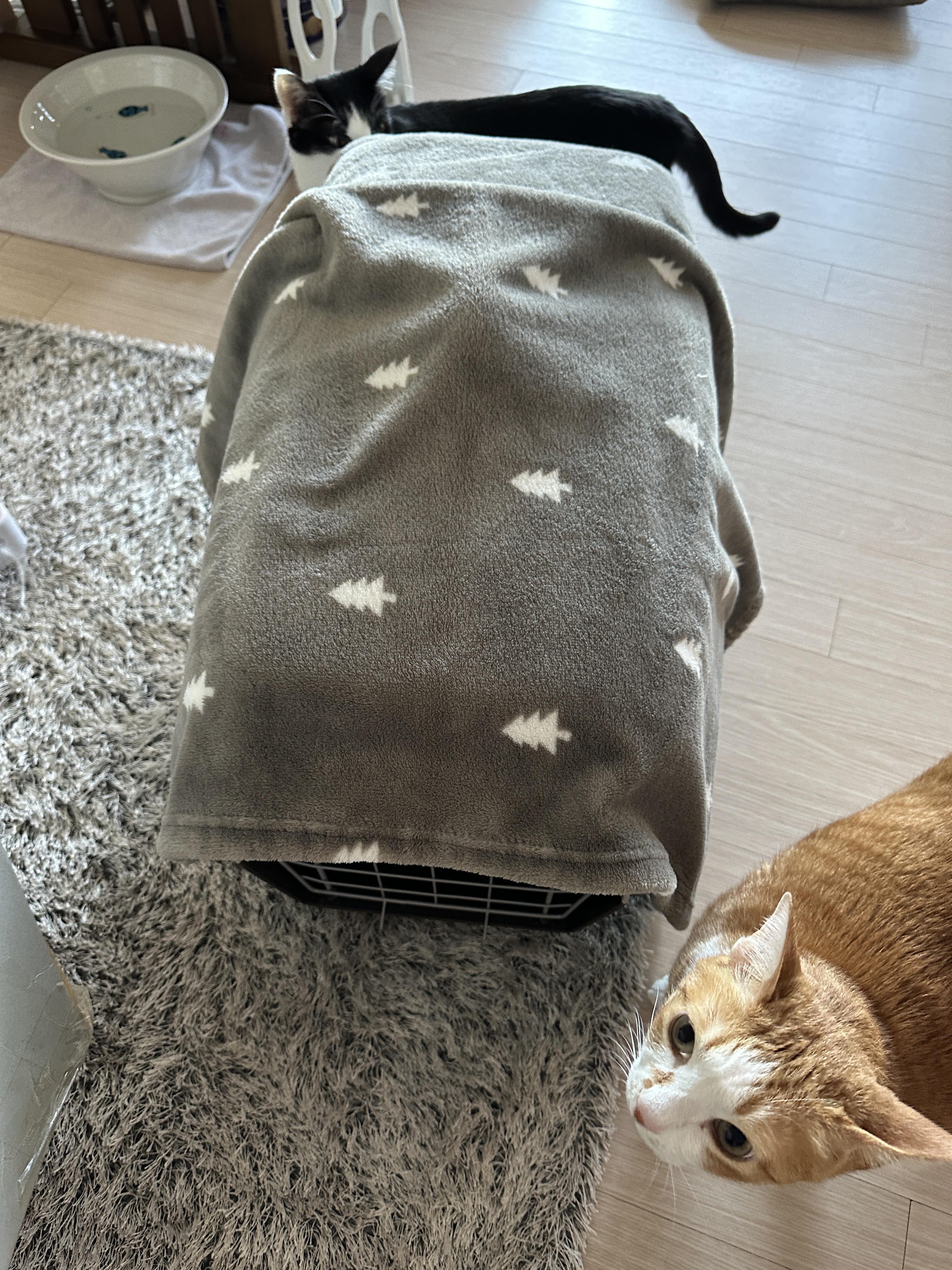 이동장_안의_루나와_호야와_두리