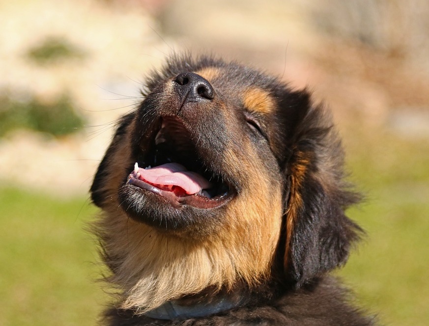 강아지 짖음 원인과 짖음 방지 훈련에 대해 알아보기