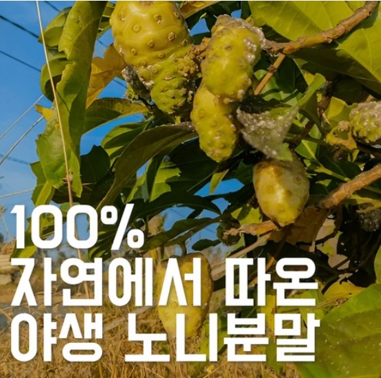 노니 가루 활용법 