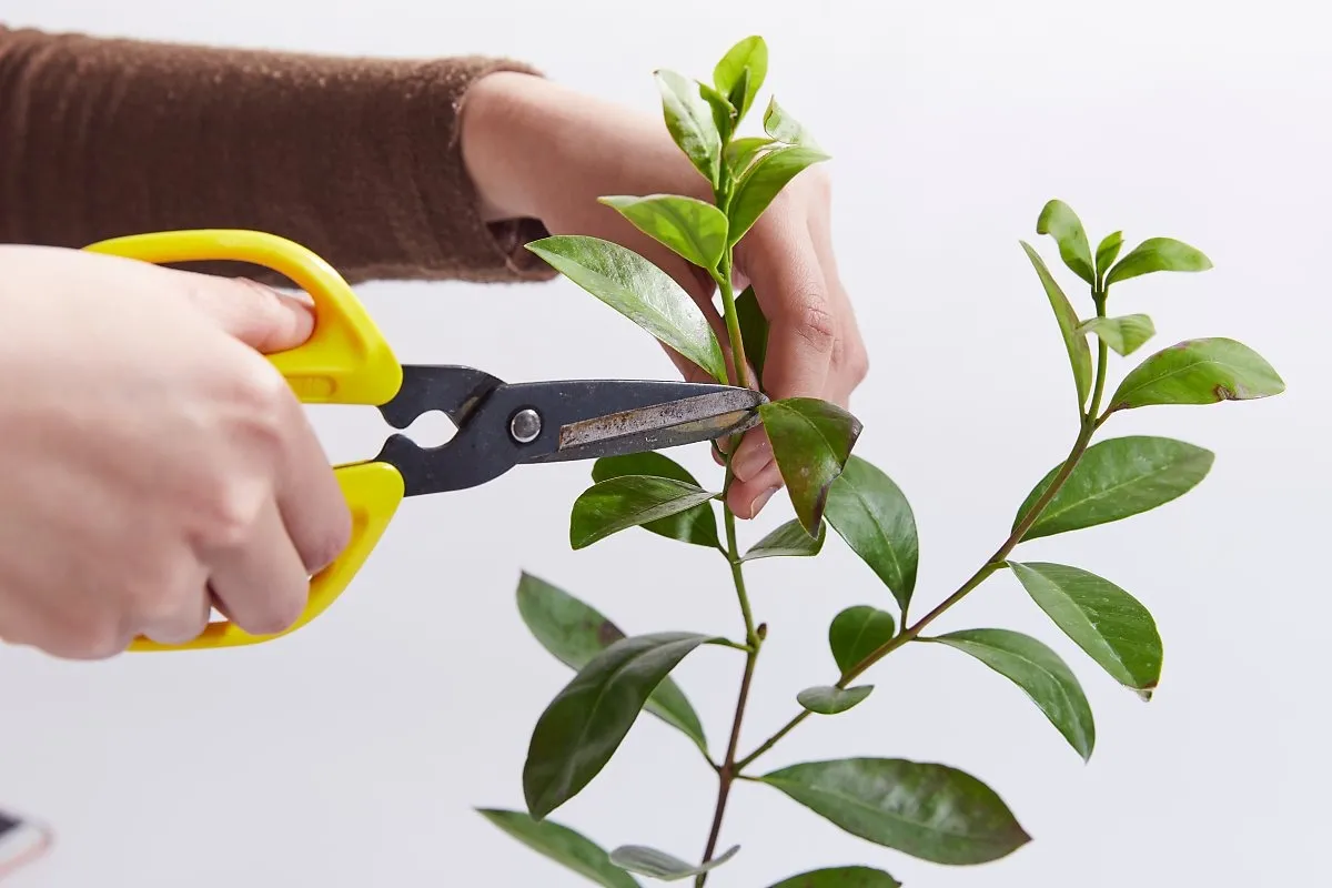 가지치기 요령 도구소독 새순유도 수형잡기 건강하게 키우기_1