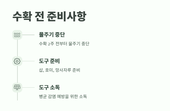 마늘 수확시기 꿀팁 6