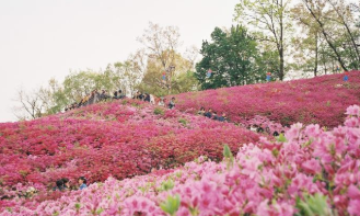 2025년 진달래 개화시기