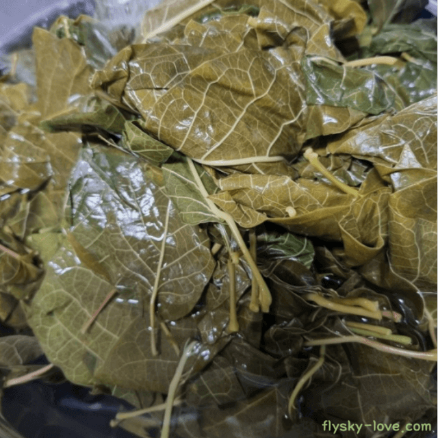 산호자나무 어린잎을 채취해 데친 나물