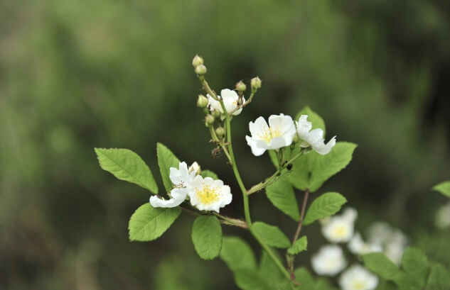 찔레꽃 꽃말
