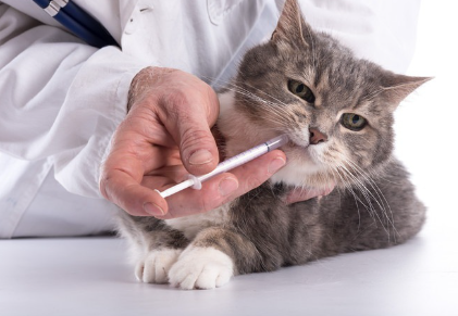 고양이에게 약을 먹이고 있는 의사.