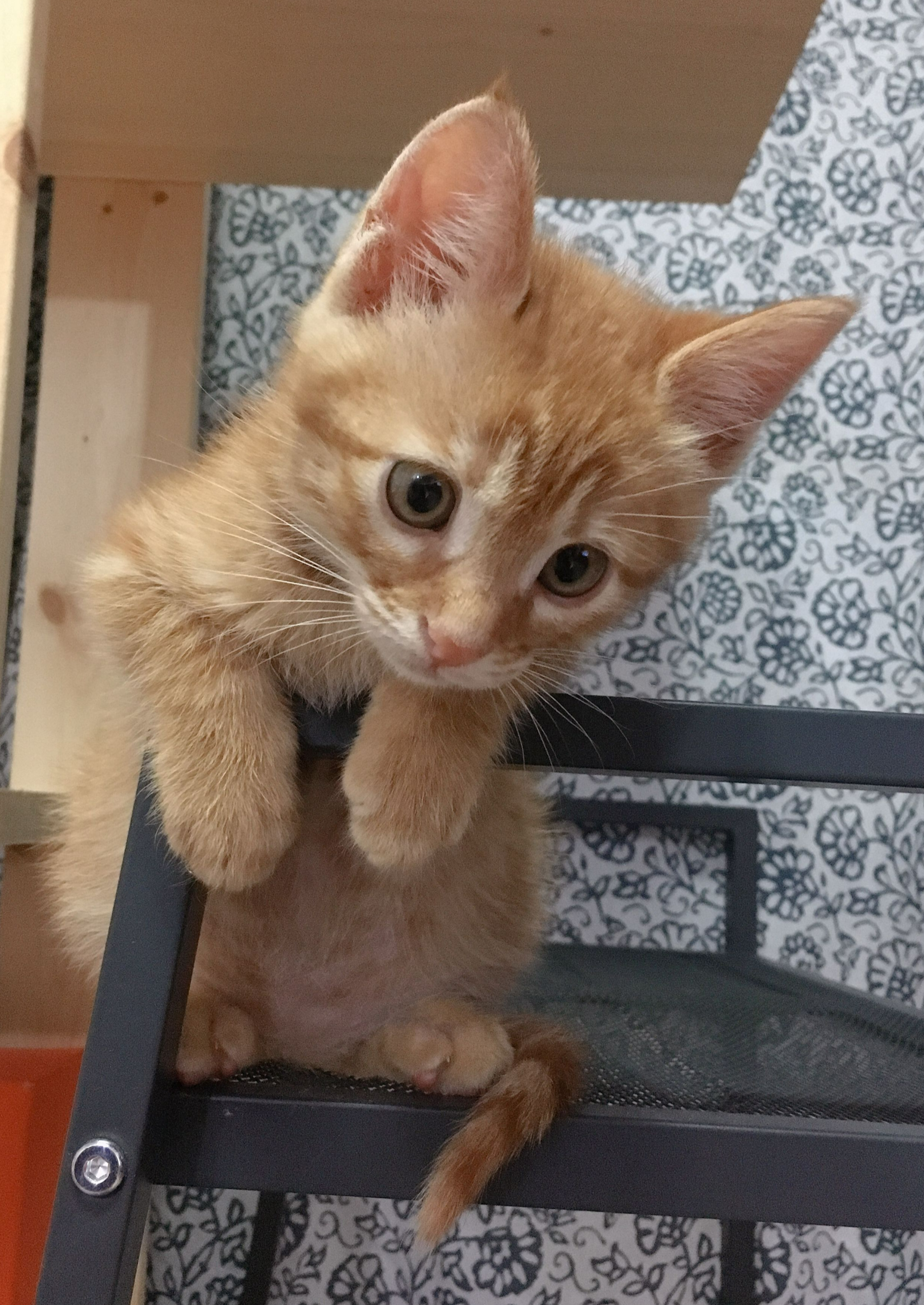아기고양이