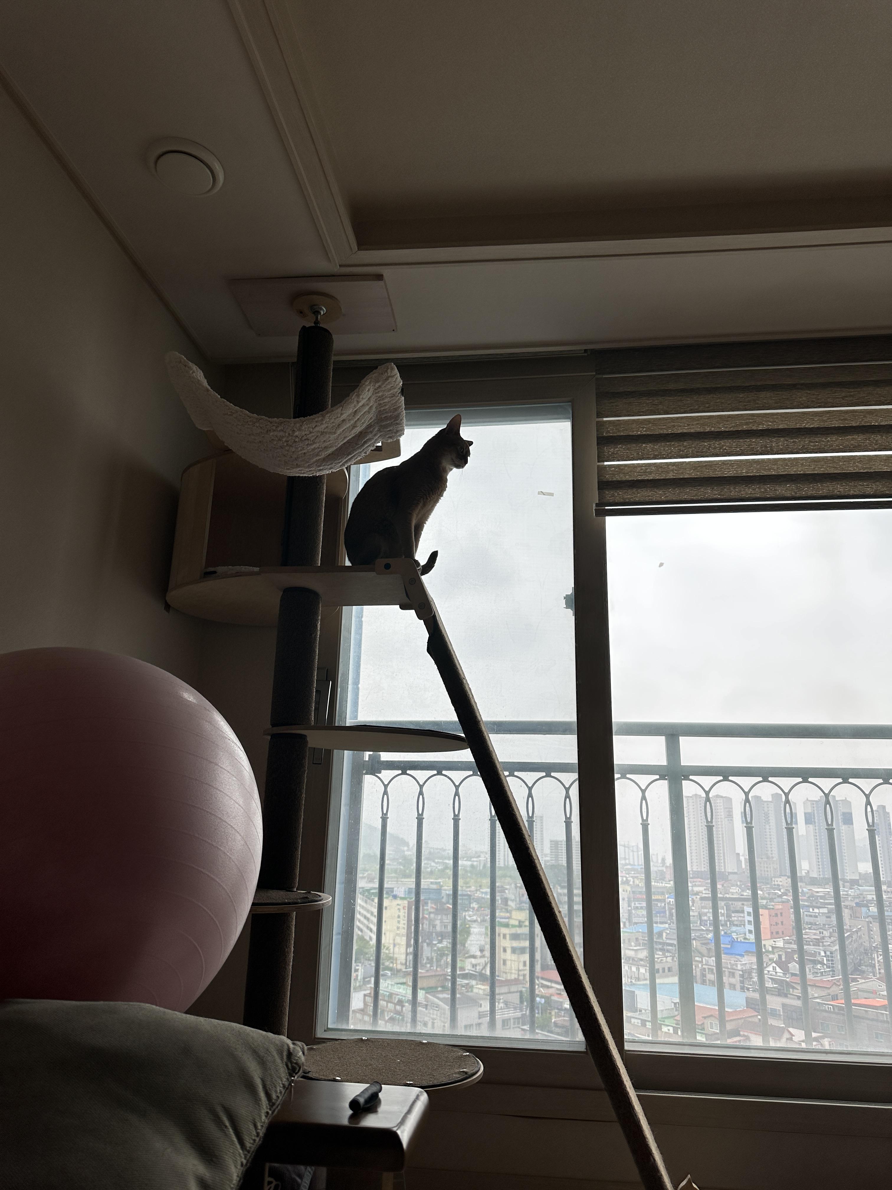 집 지키는 으르렁 고양이 루나 (feat. 용맹한 고양이 루나와 쫄보 고양이 막둥이)