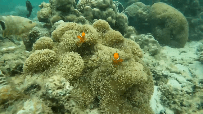 코타키나발루 말레이시아 호핑투어