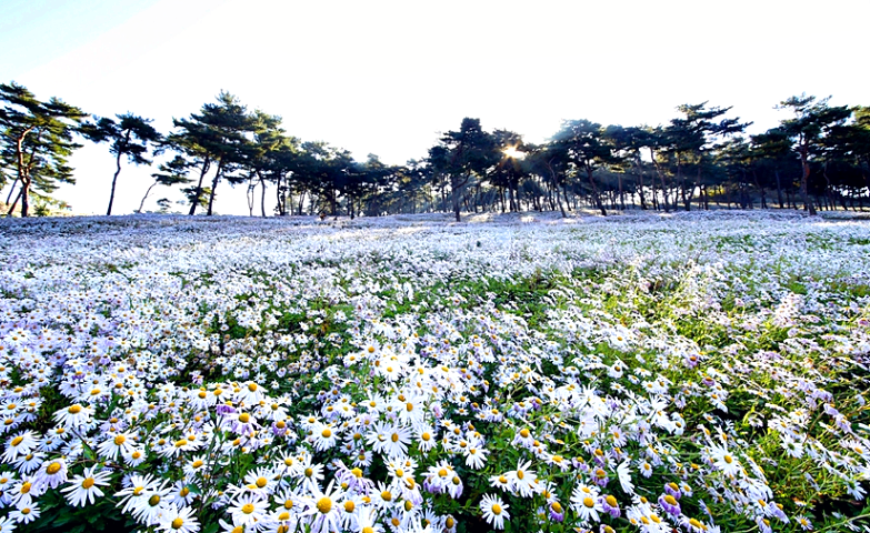 언덕에 핀 구절초