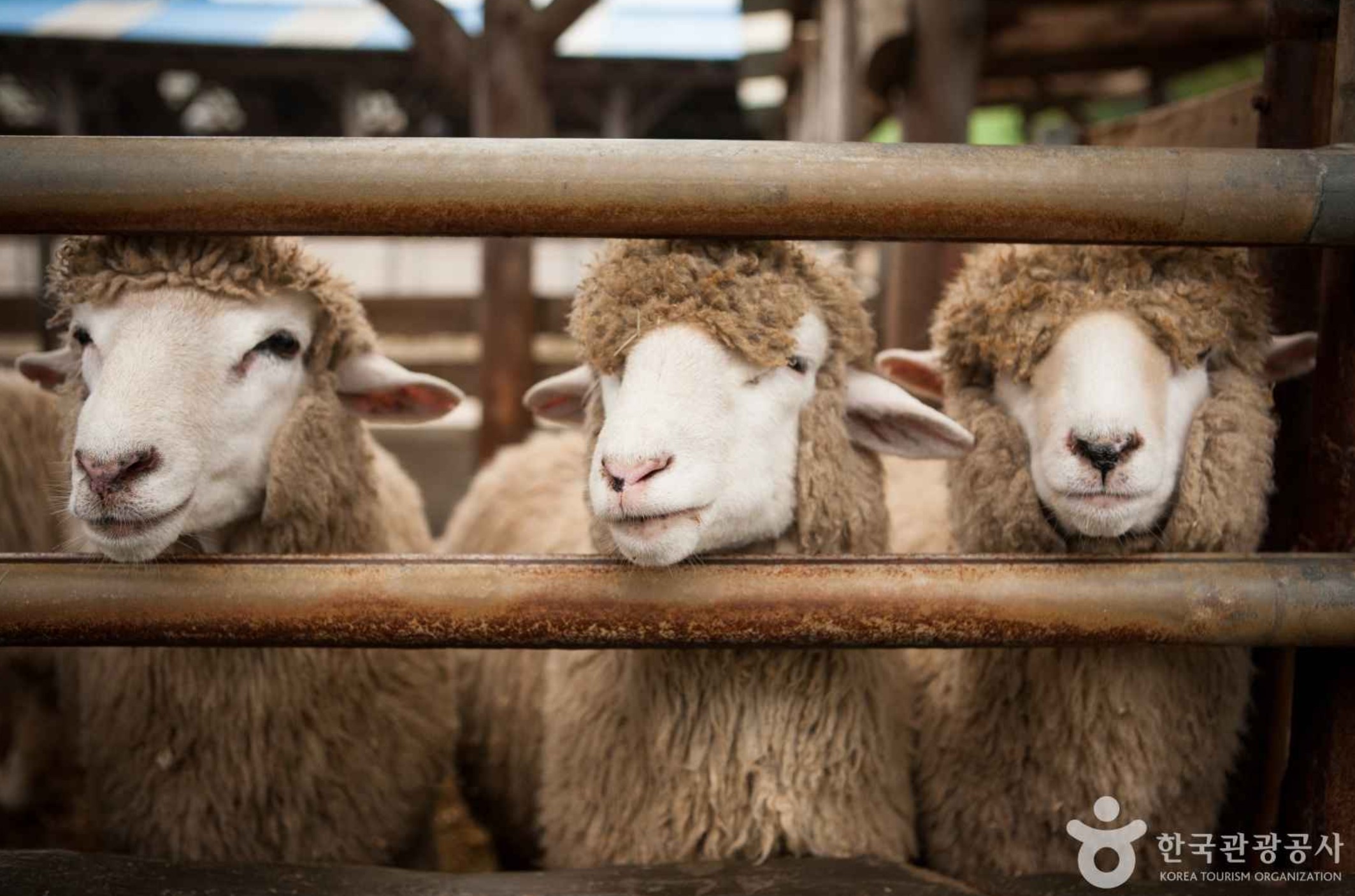 대관령-양떼목장의-귀여운-양들