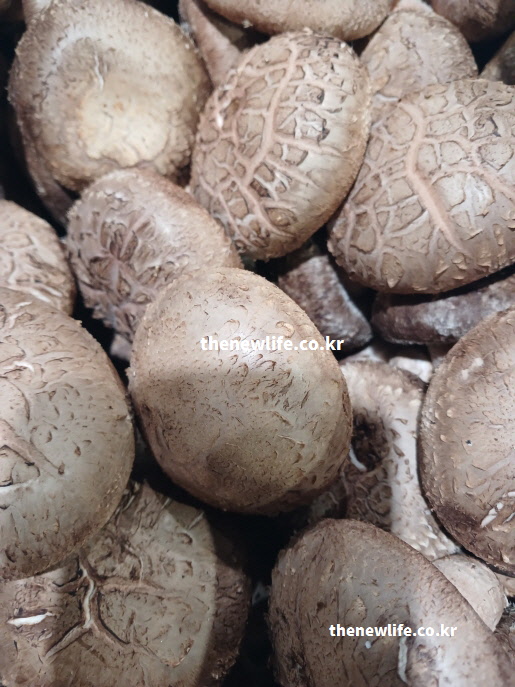 동맥경화 등 심혈관 질환 예방하는 표고버섯 효능