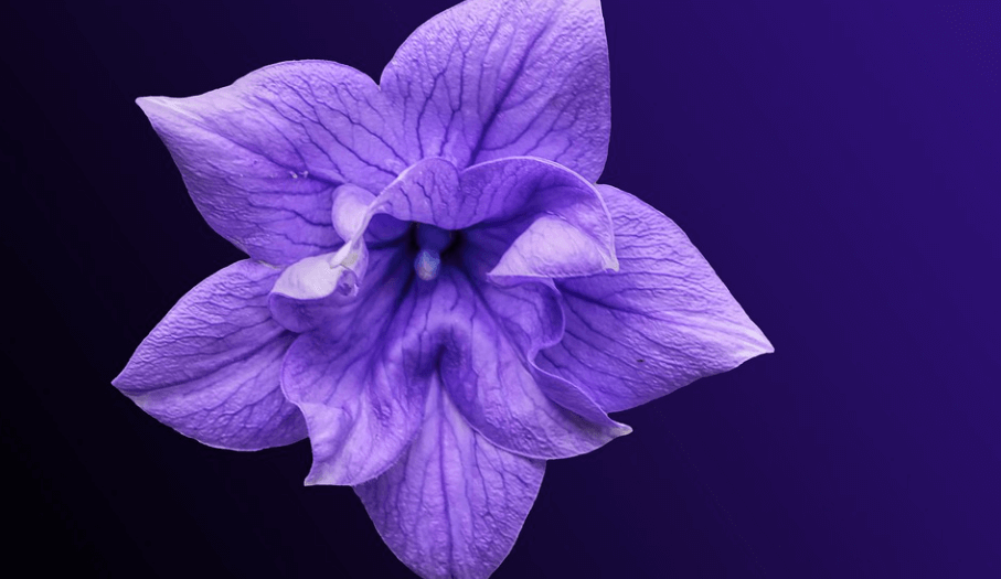 후두염에 좋은 음식 도라지 꽃이 활짝 펴 있다