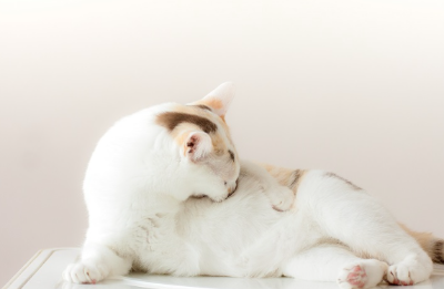 그루밍하는 고양이