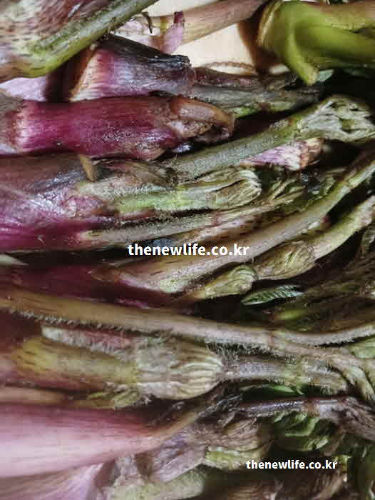 두릅 효능 기력 보강 사포닌 비타민 C