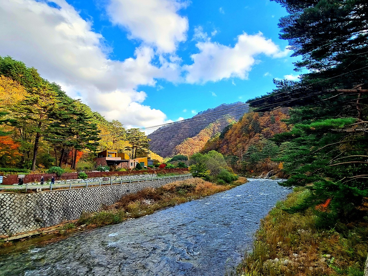 강원도 홍천 은행나무숲 방문 후기(10.23.): 단풍 확인 팁, 먹거리, 숙박