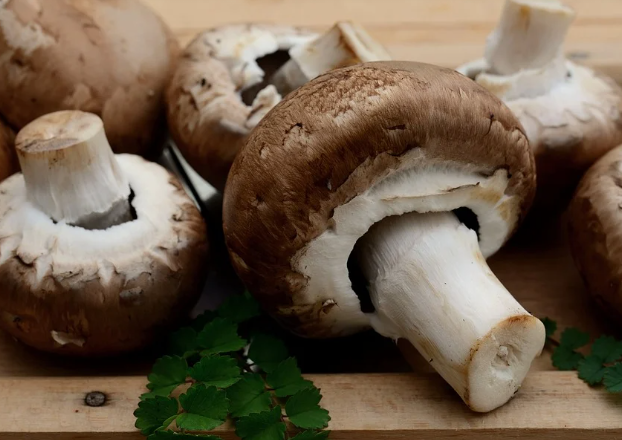 송이 버섯 효능