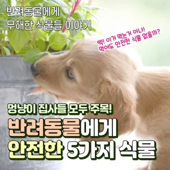 반려동물 안전 실내 식물선택 독성체크 배치높이 관리 간단 가이드_4
