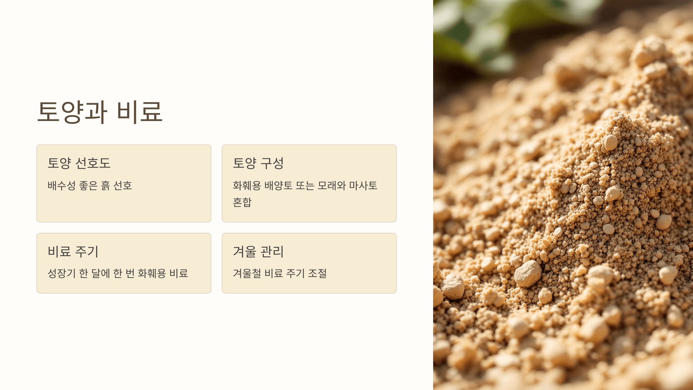 란타나와 관련된 사진입니다.