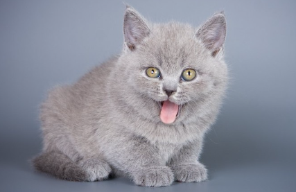 혀를 내미는 회색 새끼 고양이.