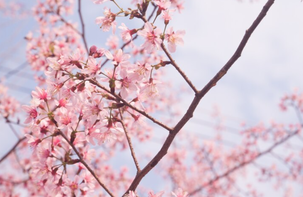 진해 군항제 일정 경화역 주차장 벚꽃 명소 총정리