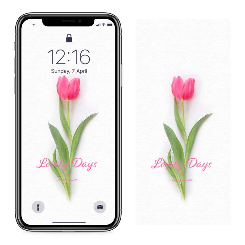 03 핑크 튤립 한송이 C - Lovely Days 아이폰꽃배경화면