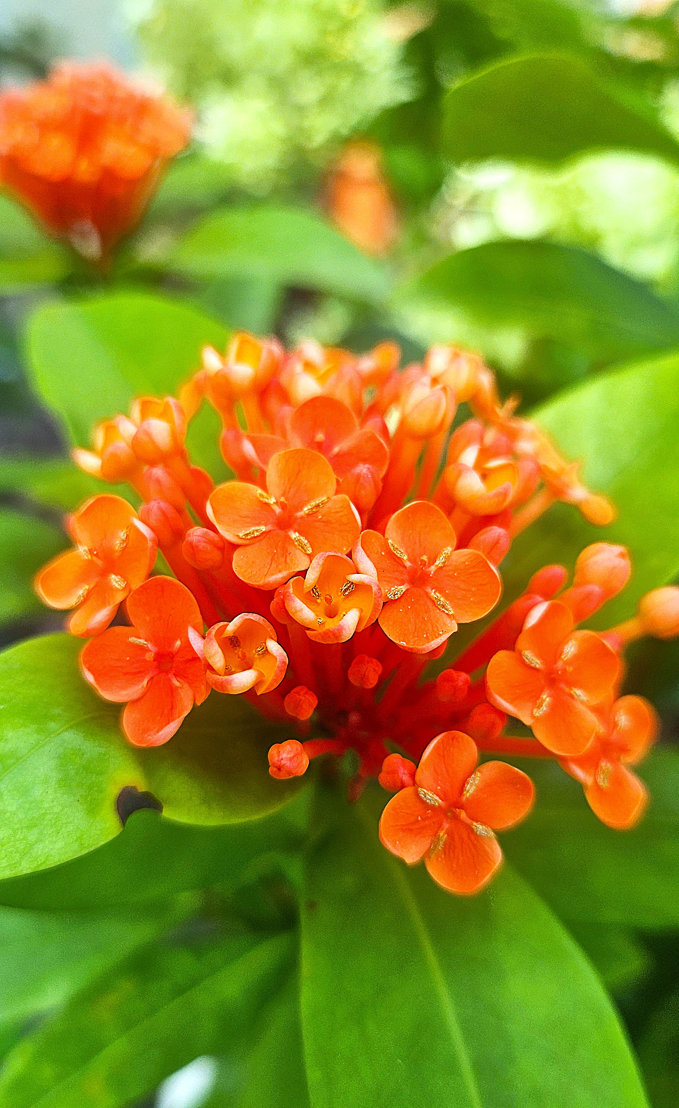 작은 기쁨들이 모여 환한 꽃이 됩니다 — 익소라 차이넨시스 이야기