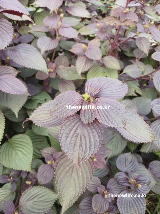 자색 깻잎 효능 안토시아닌 보라색 잎 실사진