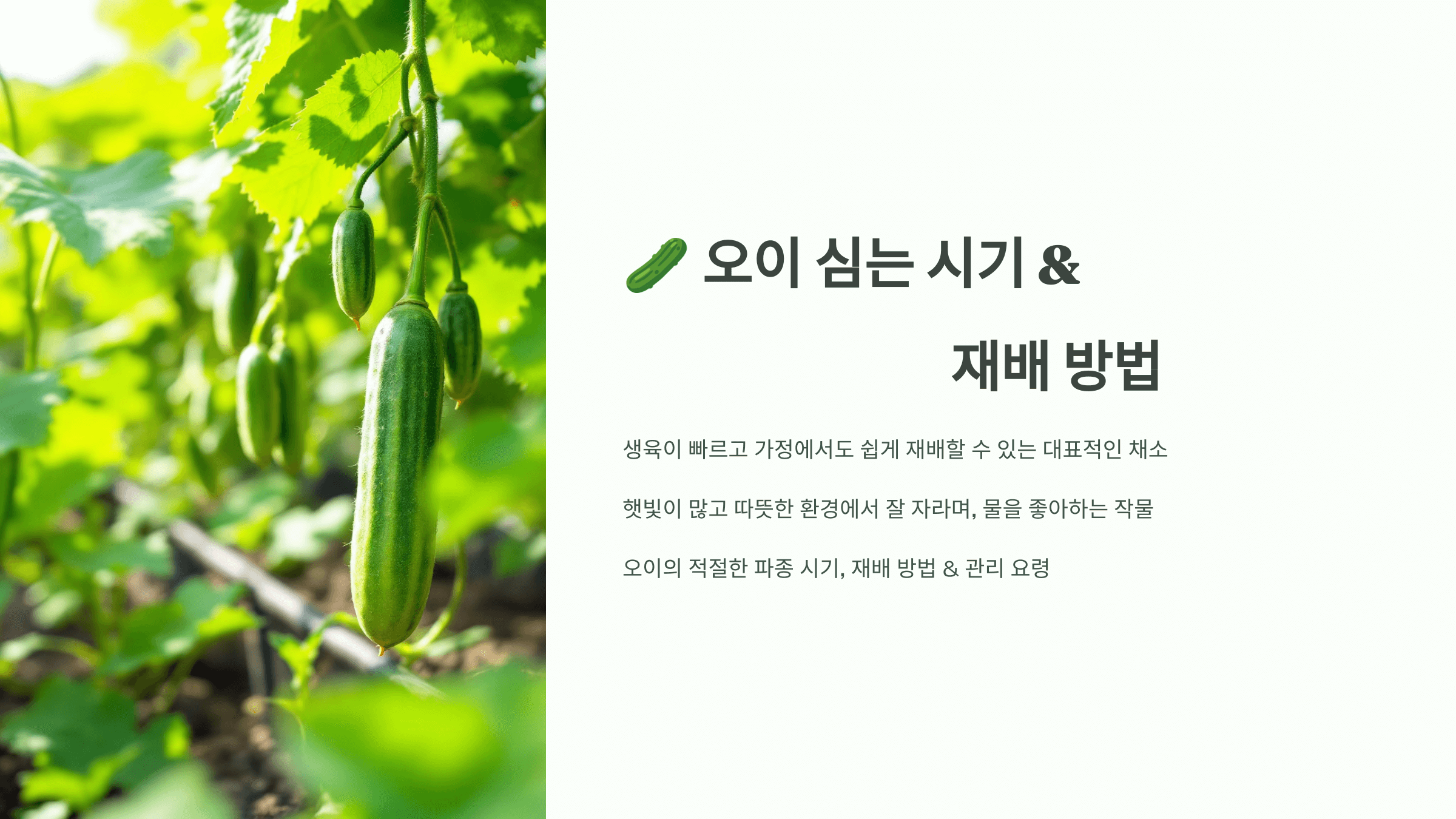 오이 사진입니다.