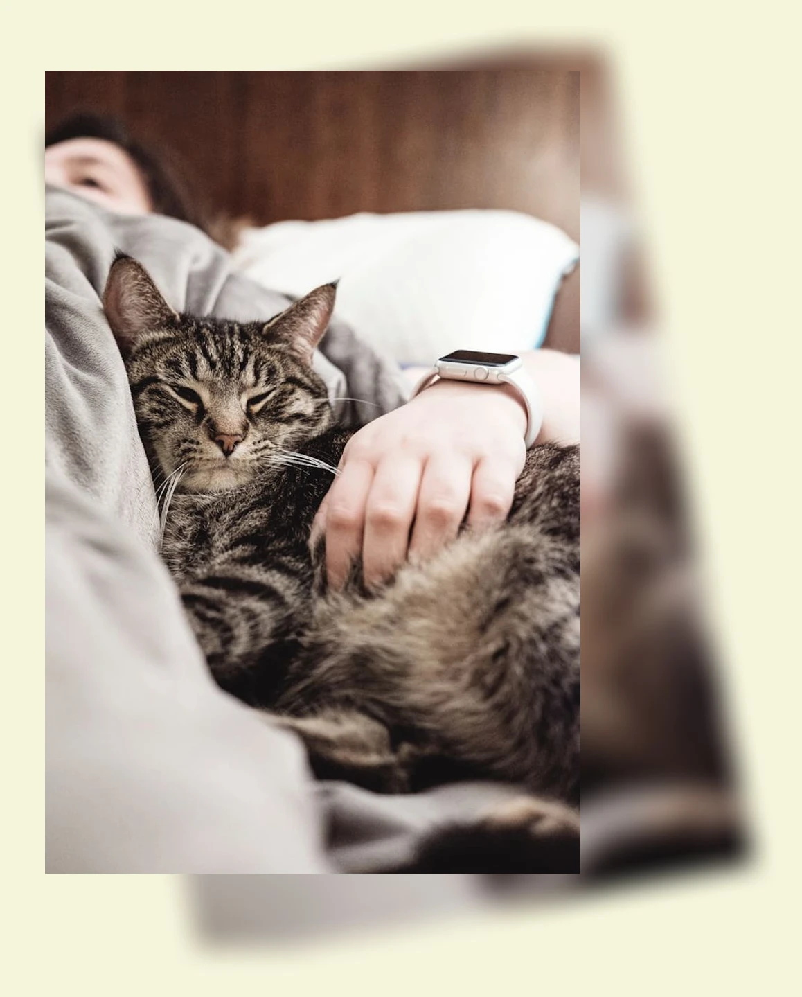 반려동물 털 관리_3_subsection