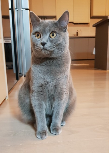 샤트룩스 고양이