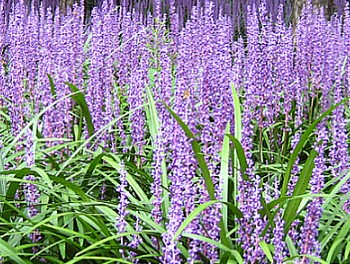 맥문동이란? 맥문동 잎과 꽃&amp;#44; 뿌리