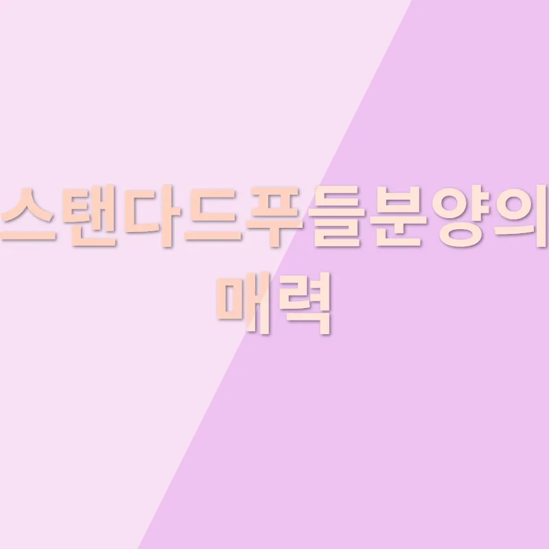 스탠다드푸들분양_1
