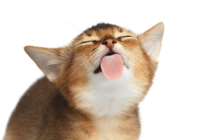 혀를 내밀고 핥는 새끼 고양이.