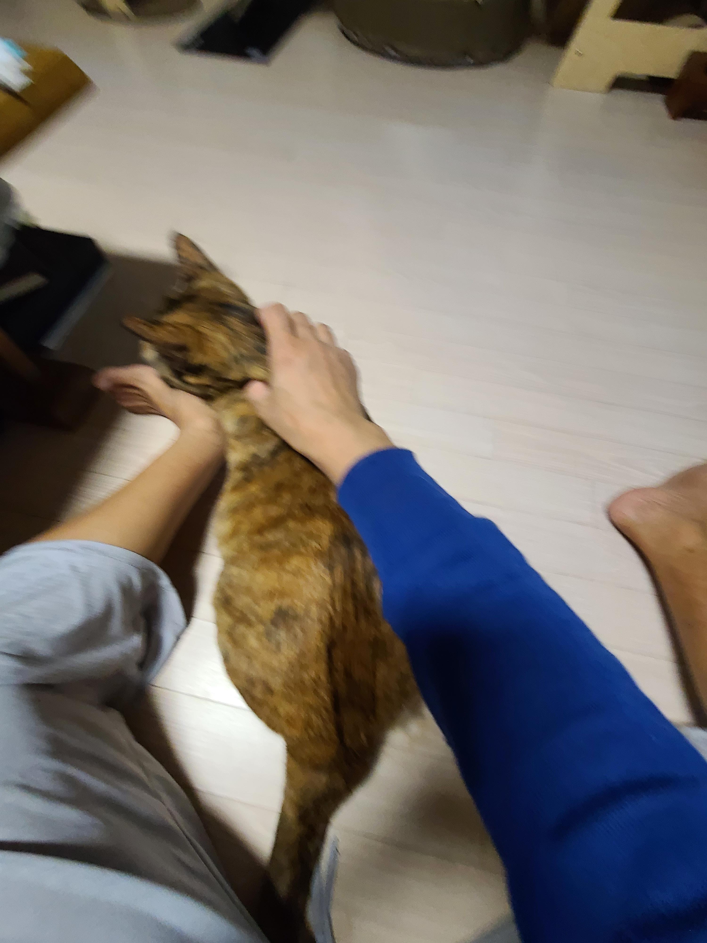 고양이들 털빗기..아니 고양이들 털공만들기.