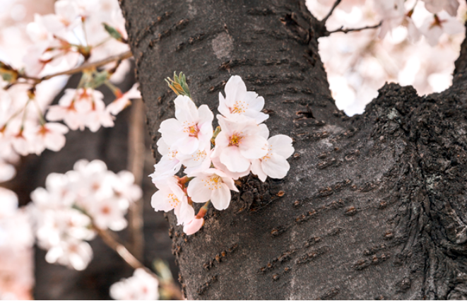 여의도 벚꽃 개화현황