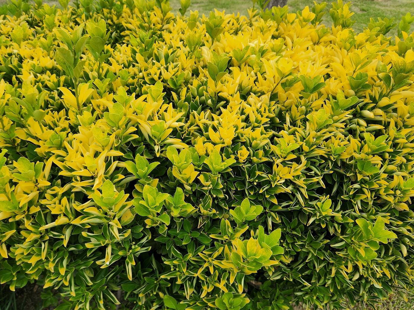 황금사철나무(금사철)