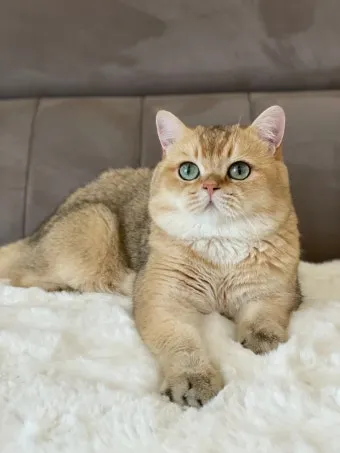 브리티쉬숏헤어 고양이 실버 유전병 분양 가격 성격_7