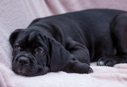 누워있는 강아지