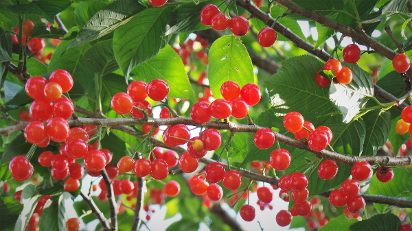 앵두의 건강 효능 6가지