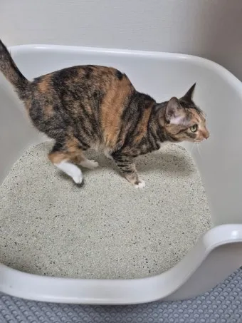 고양이 모래 추천 버리는법 벤토나이트 처리 탈취제_9