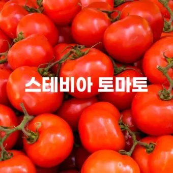 스테비아 방울토마토 칼로리 혈당 하루 섭취량_7