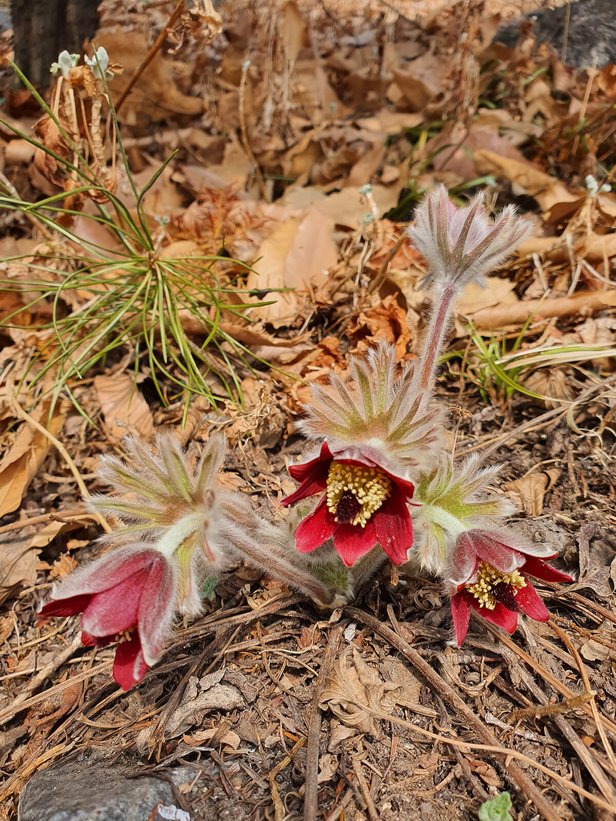 성남시식물원 할미꽃8
