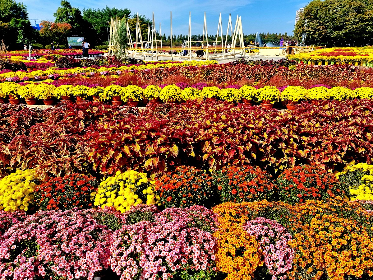 서울 근교 가을꽃 만발한, 경기도 고양시 강매석교공원 창릉천 코스모스축제