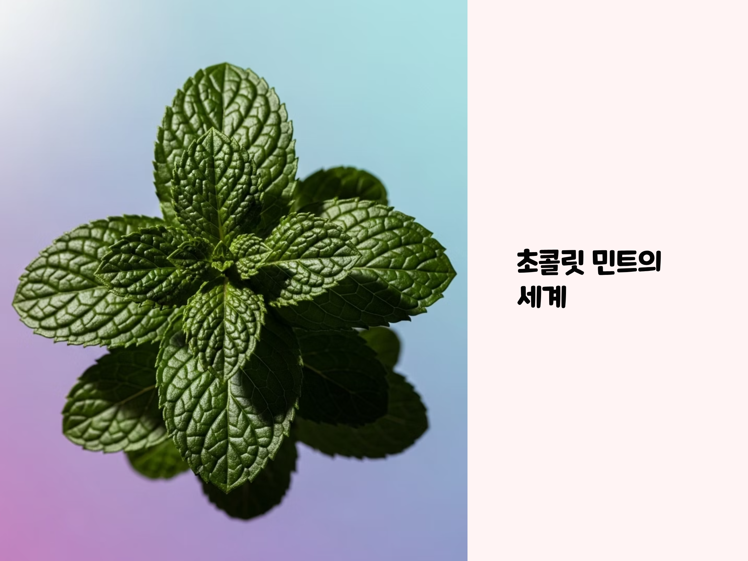 허브 초콜릿 민트의 기원과 건강 효능