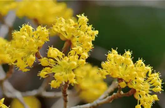 산수유 효능효과 먹는 방법과 부작용