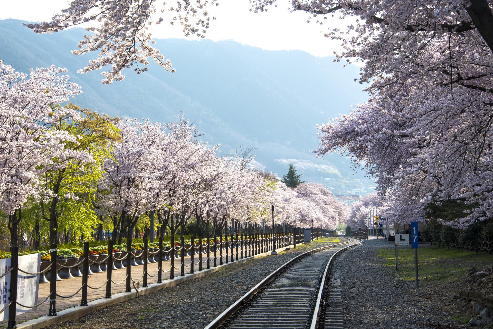 진해군항제축제 2025