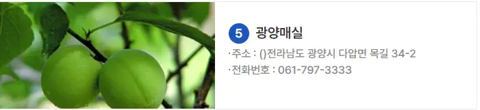 광양 매화축제 기간 2025 주차